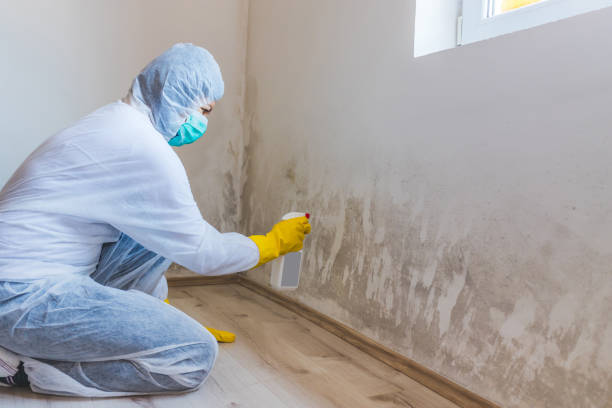Licensed Black Mold Removal service in Brentwood, MD - WQB Mold Removal
