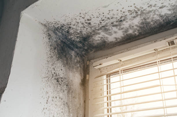 Affordable Black Mold Removal solutions in Brentwood, MD